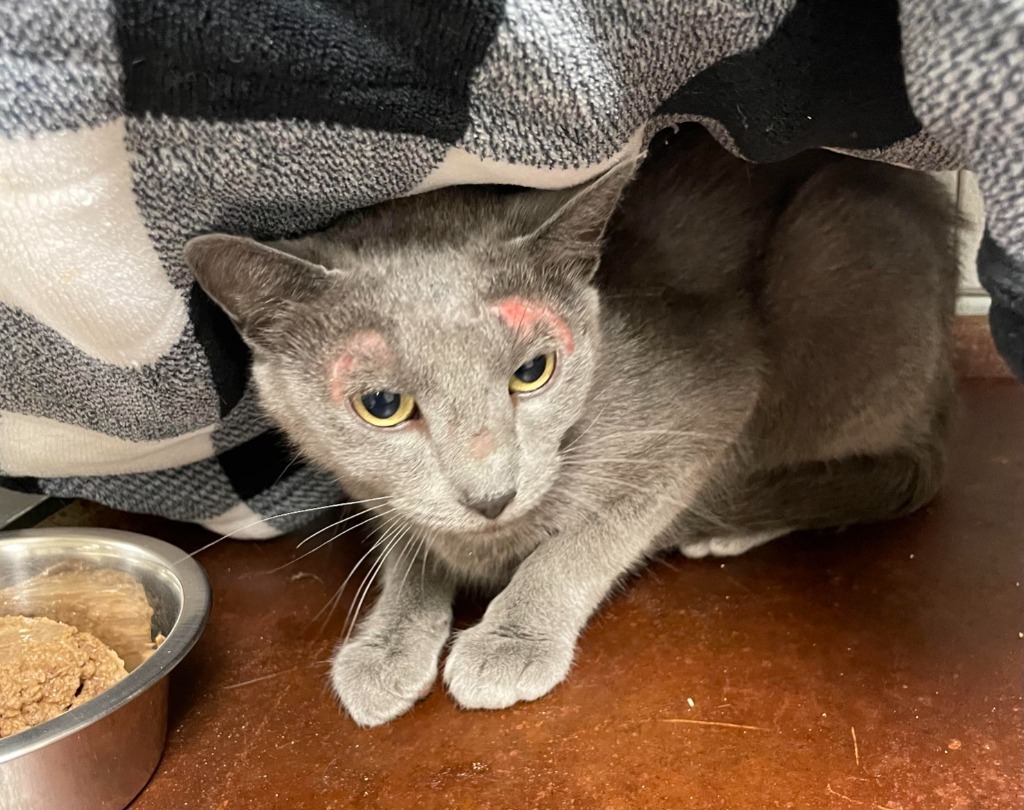 Yvette, an adoptable Domestic Short Hair in Rock Springs, WY, 82901 | Photo Image 2