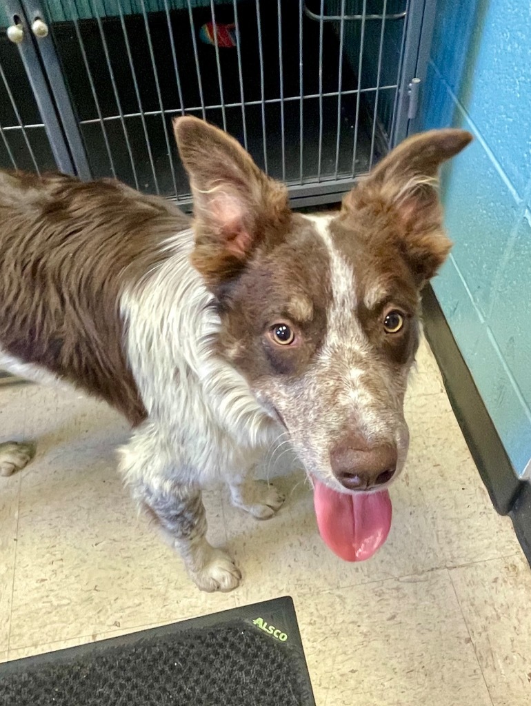 Dean Winchester, an adoptable Border Collie in Rock Springs, WY, 82901 | Photo Image 1