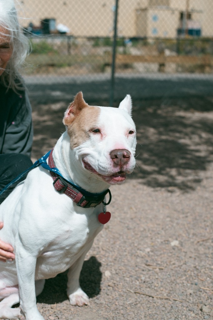 Pebbles, an adoptable Pit Bull Terrier in Rock Springs, WY, 82901 | Photo Image 1