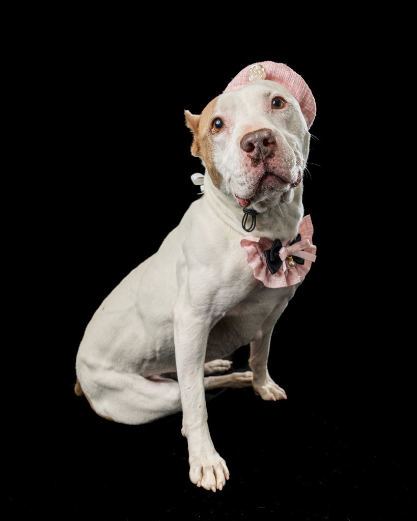 Pebbles, an adoptable Pit Bull Terrier in Rock Springs, WY, 82901 | Photo Image 1