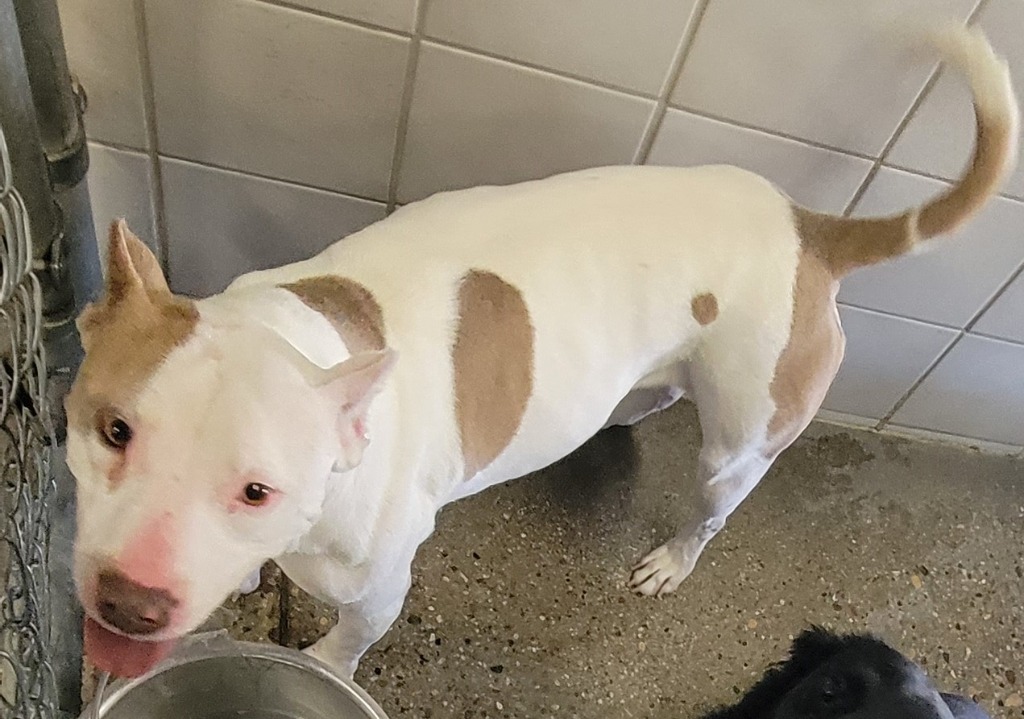 Pebbles, an adoptable Pit Bull Terrier in Rock Springs, WY, 82901 | Photo Image 2