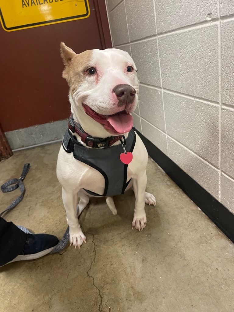 Pebbles, an adoptable Pit Bull Terrier in Rock Springs, WY, 82901 | Photo Image 3