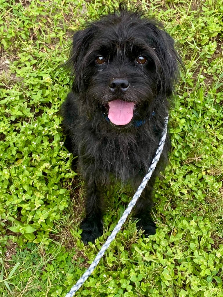 Einstein, an adoptable Affenpinscher, Schnauzer in St. Augustine, FL, 32084 | Photo Image 1