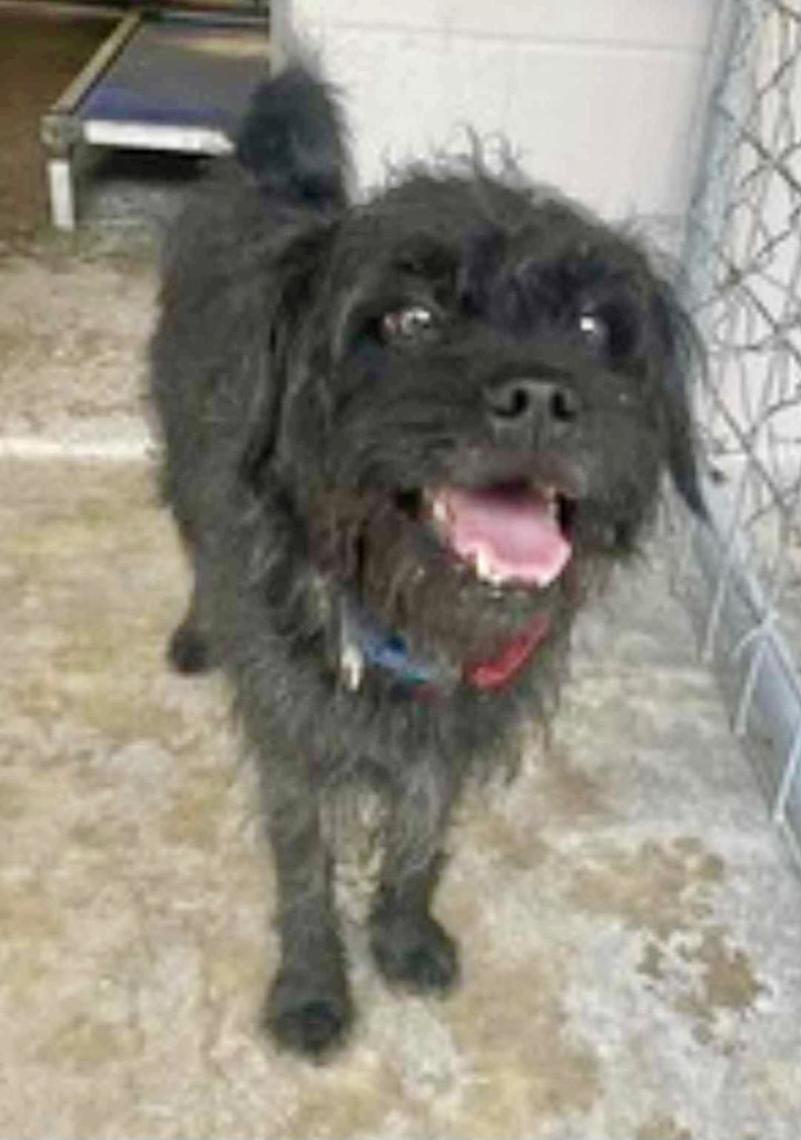 Einstein, an adoptable Affenpinscher, Schnauzer in St. Augustine, FL, 32084 | Photo Image 2