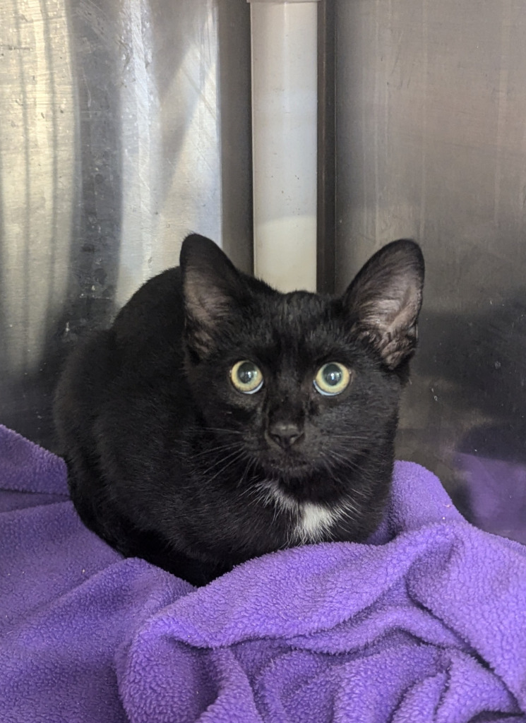 Bullet, an adoptable Domestic Short Hair in Havre, MT, 59501 | Photo Image 1