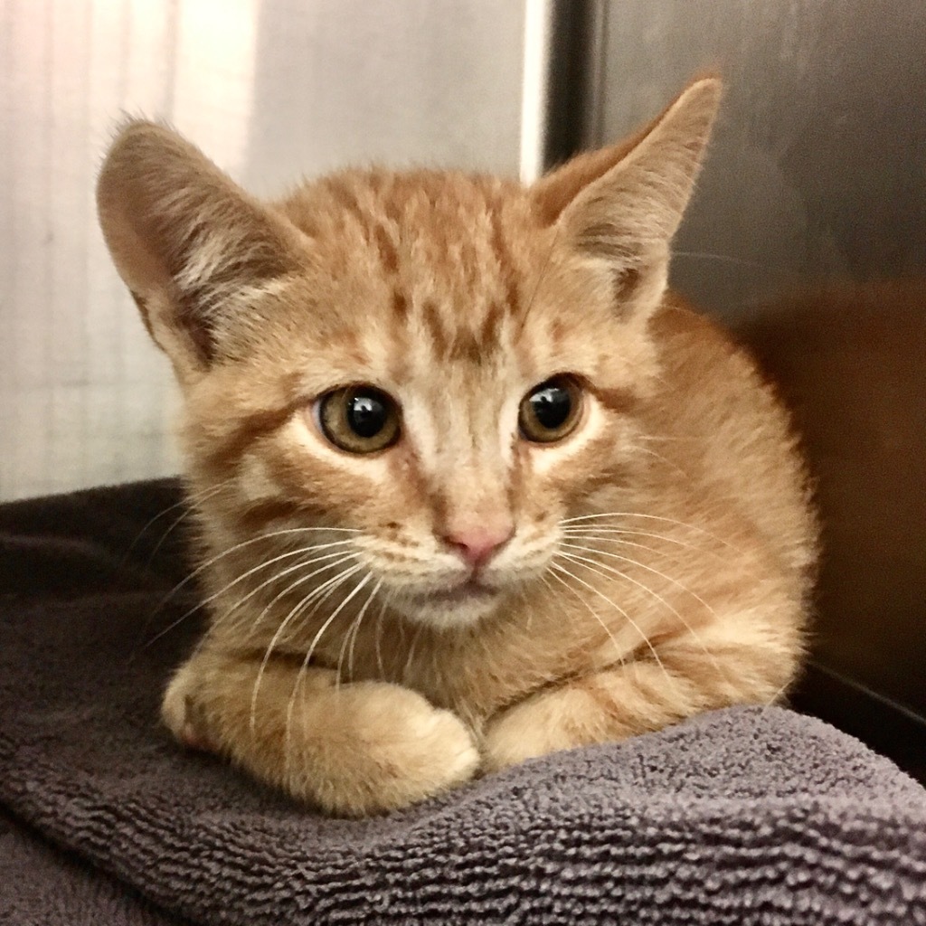 F Kitten 24-0906(1), an adoptable Domestic Short Hair in Heber City, UT, 84032 | Photo Image 1