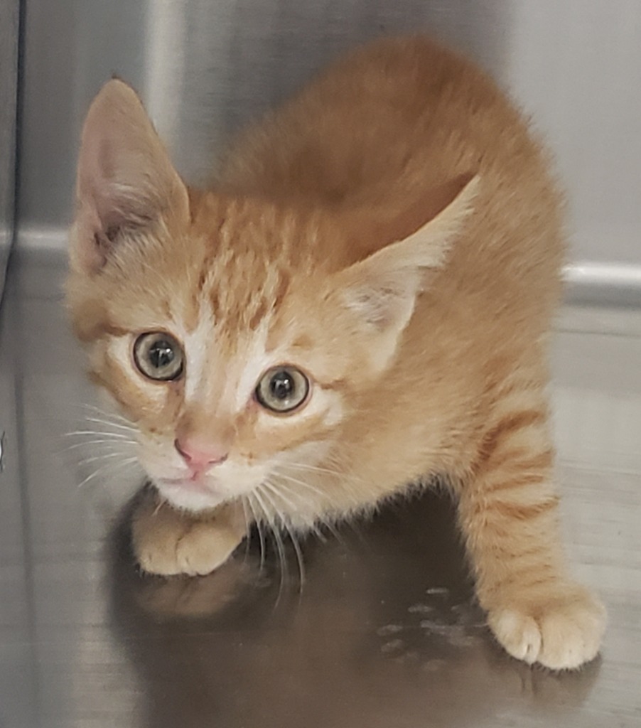 F Kitten 24-0906(5), an adoptable Domestic Short Hair in Heber City, UT, 84032 | Photo Image 1