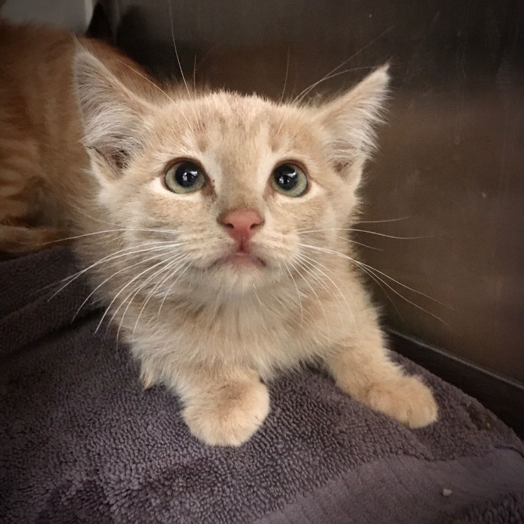 F Kitten 24-0906(2), an adoptable Domestic Short Hair in Heber City, UT, 84032 | Photo Image 1