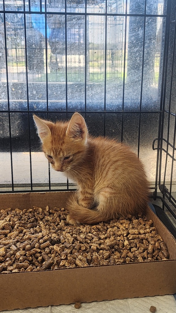 Sunshine, an adoptable Domestic Short Hair in Brownwood, TX, 76801 | Photo Image 1