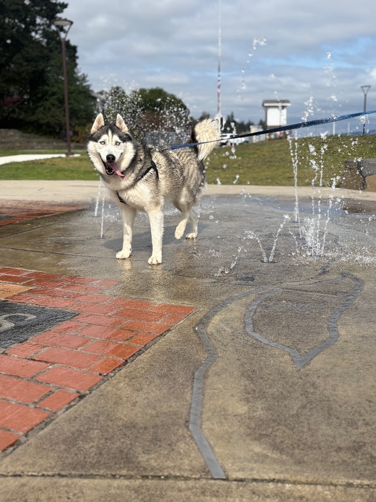 Joe, an adoptable Husky in St. Helens, OR, 97051 | Photo Image 1