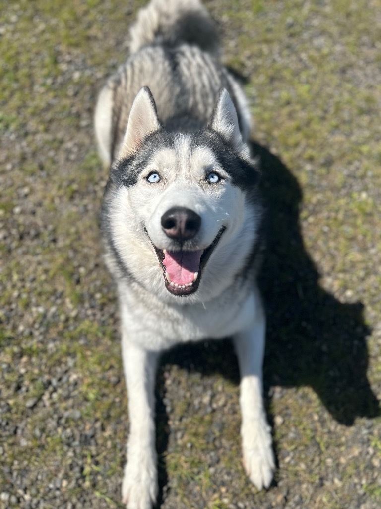 Joe, an adoptable Husky in St. Helens, OR, 97051 | Photo Image 2