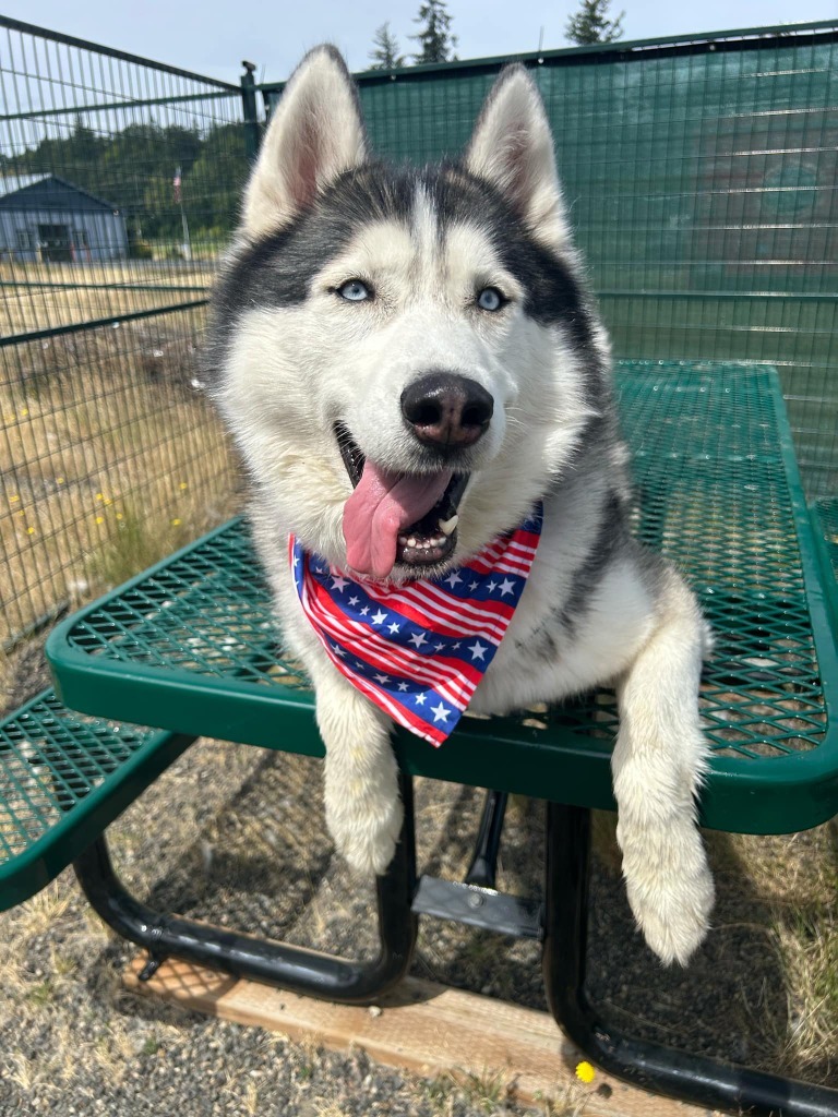 Joe, an adoptable Husky in St. Helens, OR, 97051 | Photo Image 3