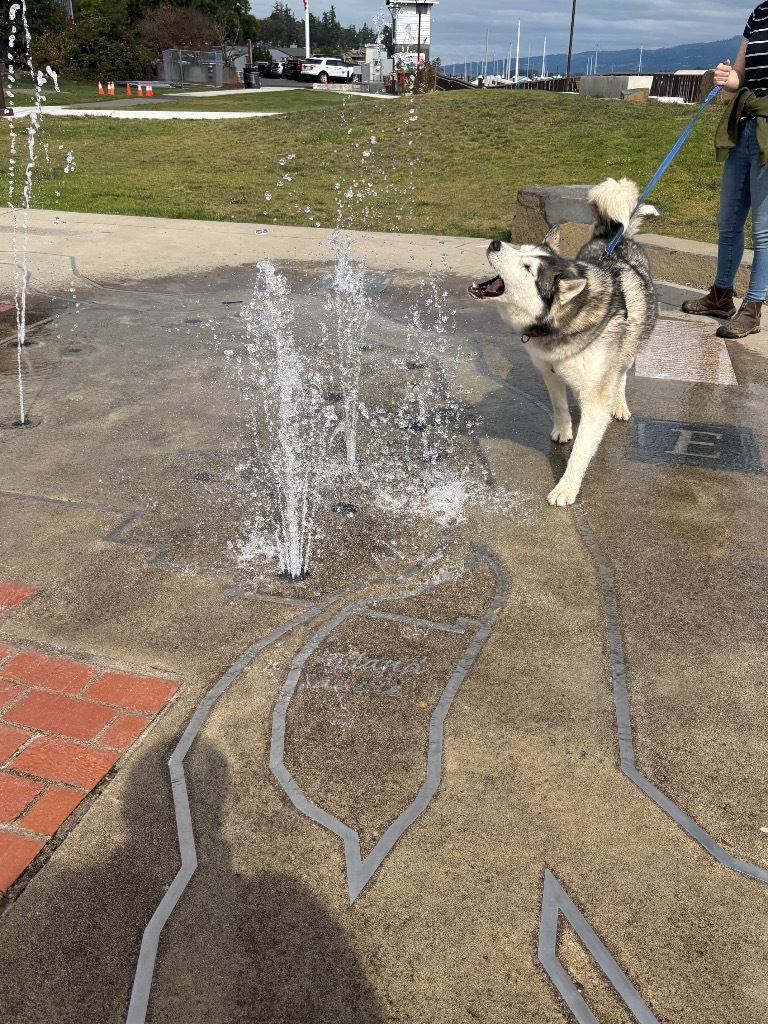Joe, an adoptable Husky in St. Helens, OR, 97051 | Photo Image 4