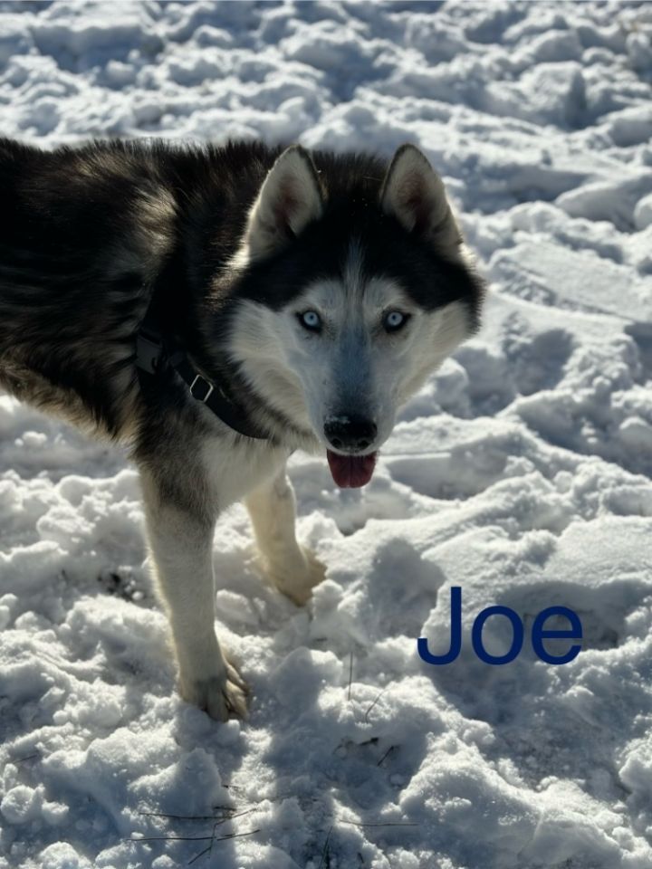 Joe 5