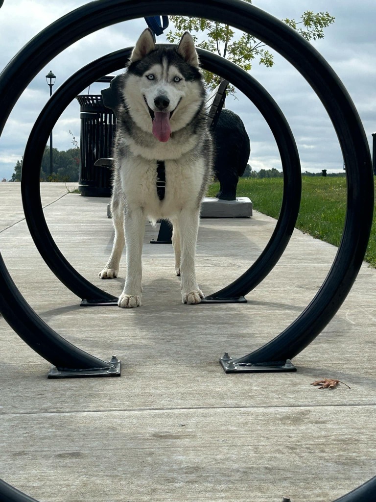 Joe, an adoptable Husky in St. Helens, OR, 97051 | Photo Image 5