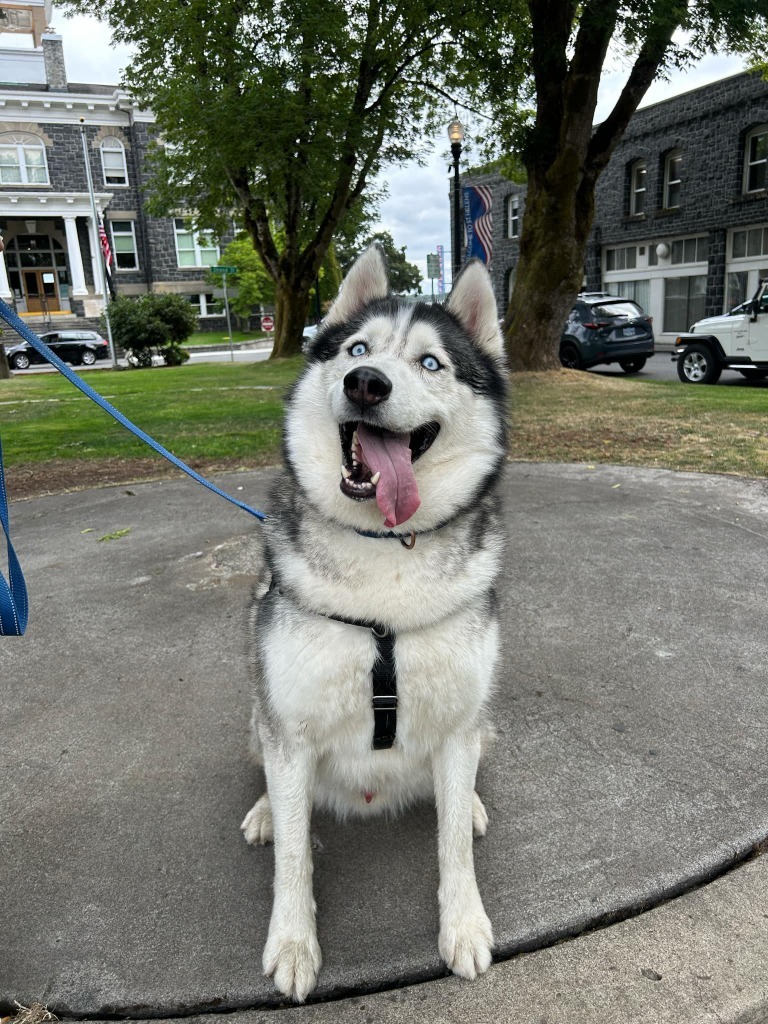 Joe, an adoptable Husky in St. Helens, OR, 97051 | Photo Image 6