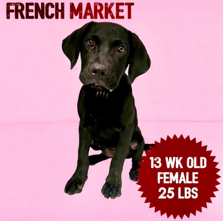 French Market 1