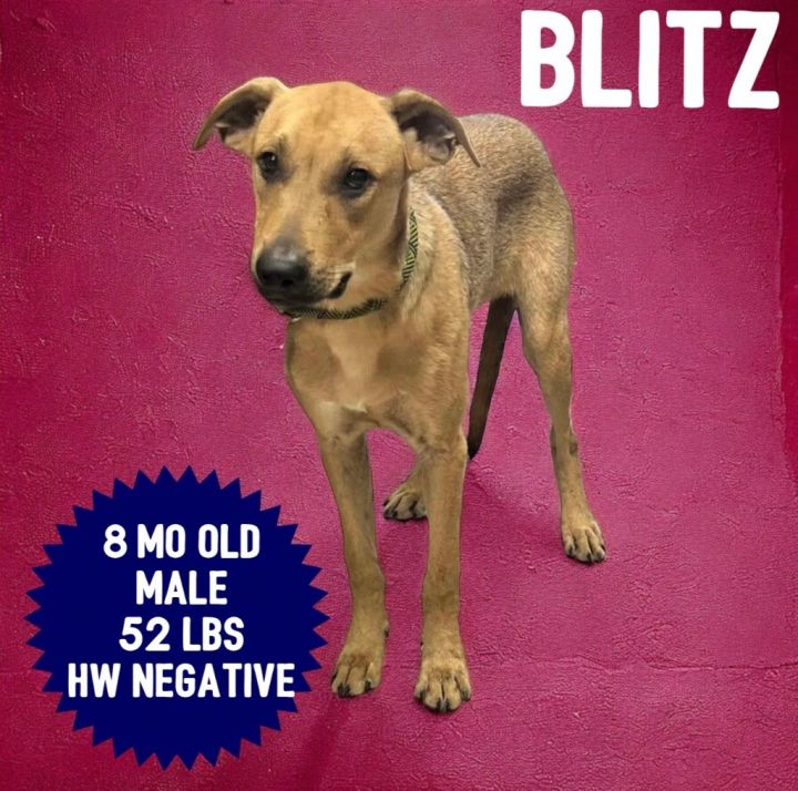 Blitz 1