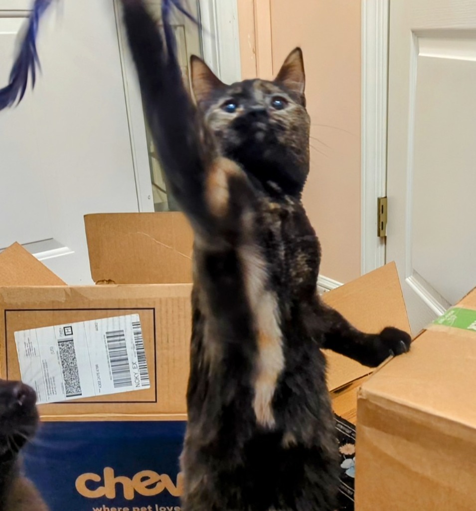 Cosette, an adoptable Tortoiseshell in Olathe, KS, 66062 | Photo Image 1
