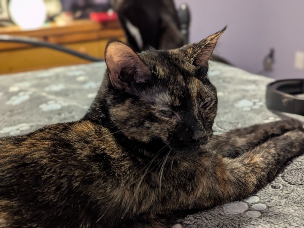 Cosette, an adoptable Tortoiseshell in Olathe, KS, 66062 | Photo Image 2