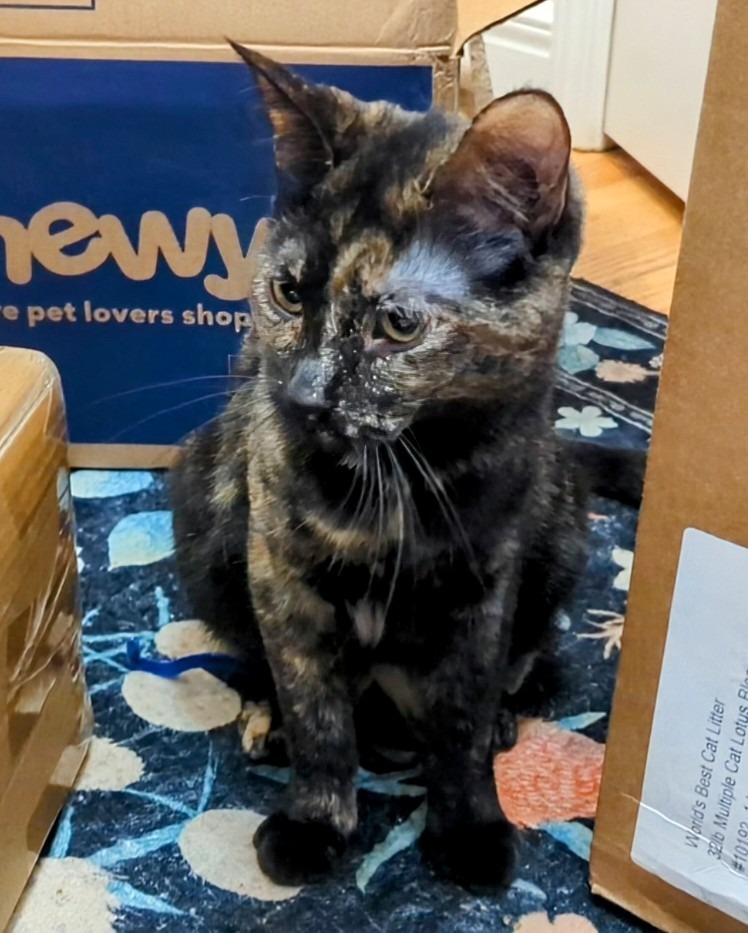 Cosette, an adoptable Tortoiseshell in Olathe, KS, 66062 | Photo Image 3