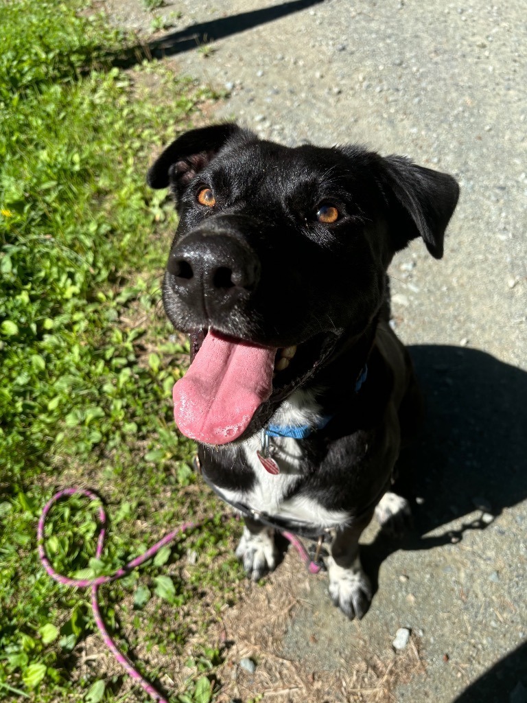 Panther, an adoptable Mixed Breed in Sultan, WA, 98294 | Photo Image 1