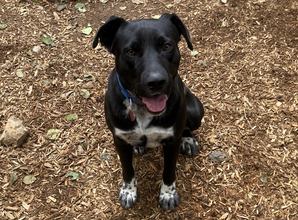 Panther, an adoptable Mixed Breed in Sultan, WA, 98294 | Photo Image 2