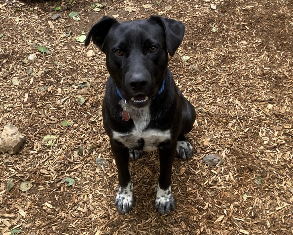 Panther, an adoptable Mixed Breed in Sultan, WA, 98294 | Photo Image 3