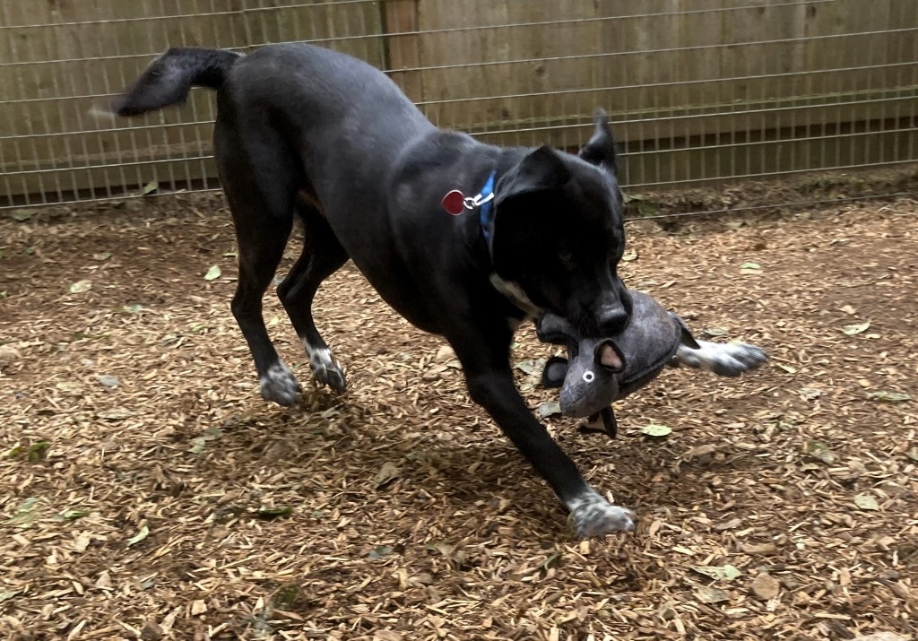 Panther, an adoptable Mixed Breed in Sultan, WA, 98294 | Photo Image 5