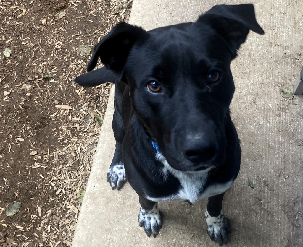 Panther, an adoptable Mixed Breed in Sultan, WA, 98294 | Photo Image 6