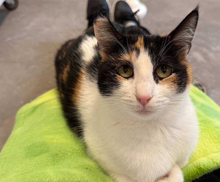 Egypt, an adoptable Domestic Short Hair in Sultan, WA, 98294 | Photo Image 1