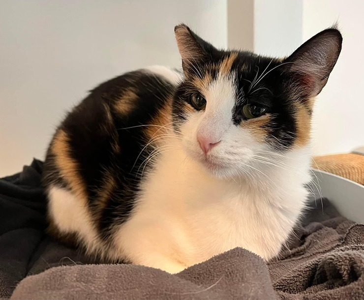 Egypt, an adoptable Domestic Short Hair in Sultan, WA, 98294 | Photo Image 2