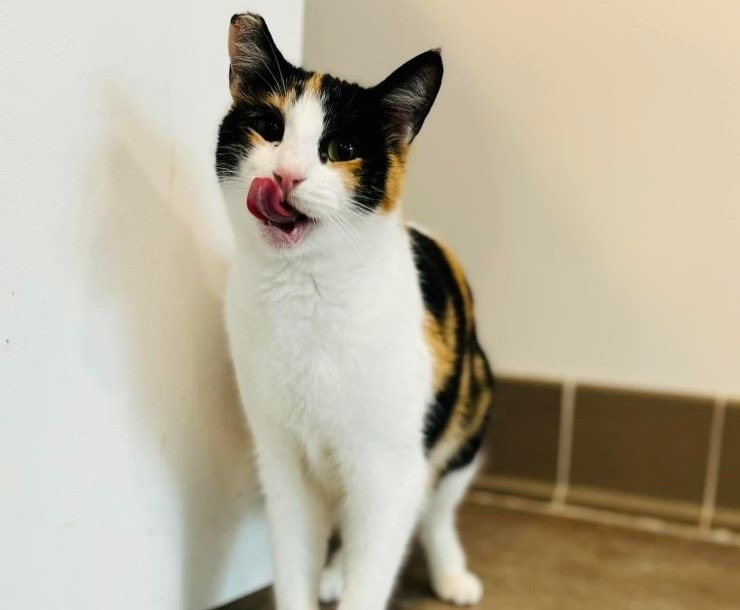 Egypt, an adoptable Domestic Short Hair in Sultan, WA, 98294 | Photo Image 3