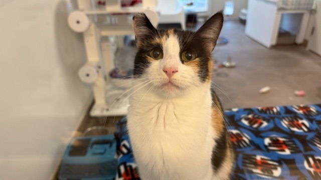 Egypt, an adoptable Domestic Short Hair in Sultan, WA, 98294 | Photo Image 4
