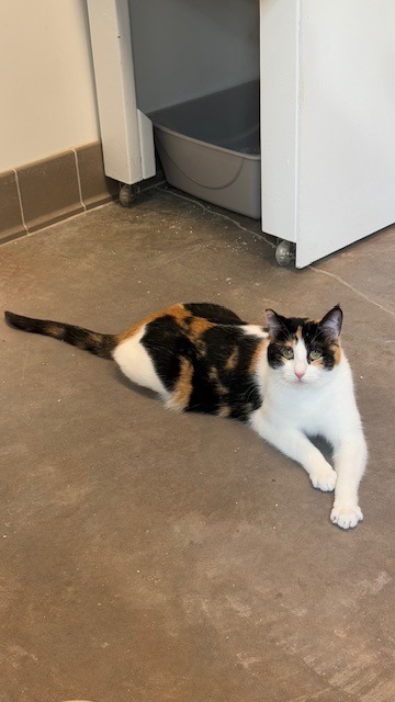 Egypt, an adoptable Domestic Short Hair in Sultan, WA, 98294 | Photo Image 5