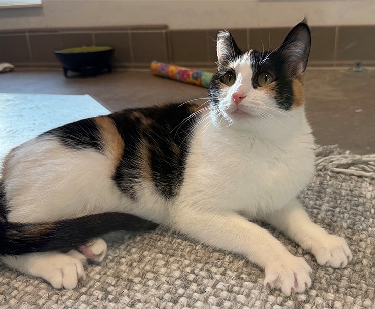 Egypt, an adoptable Domestic Short Hair in Sultan, WA, 98294 | Photo Image 6