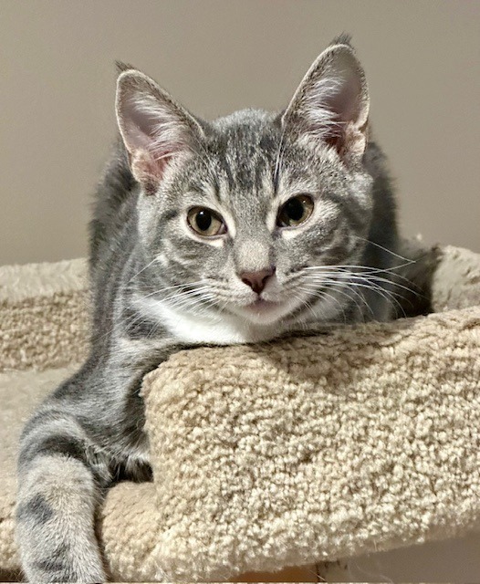 Monsoon, an adoptable Domestic Short Hair in Calgary, AB, T3S 0C5 | Photo Image 1