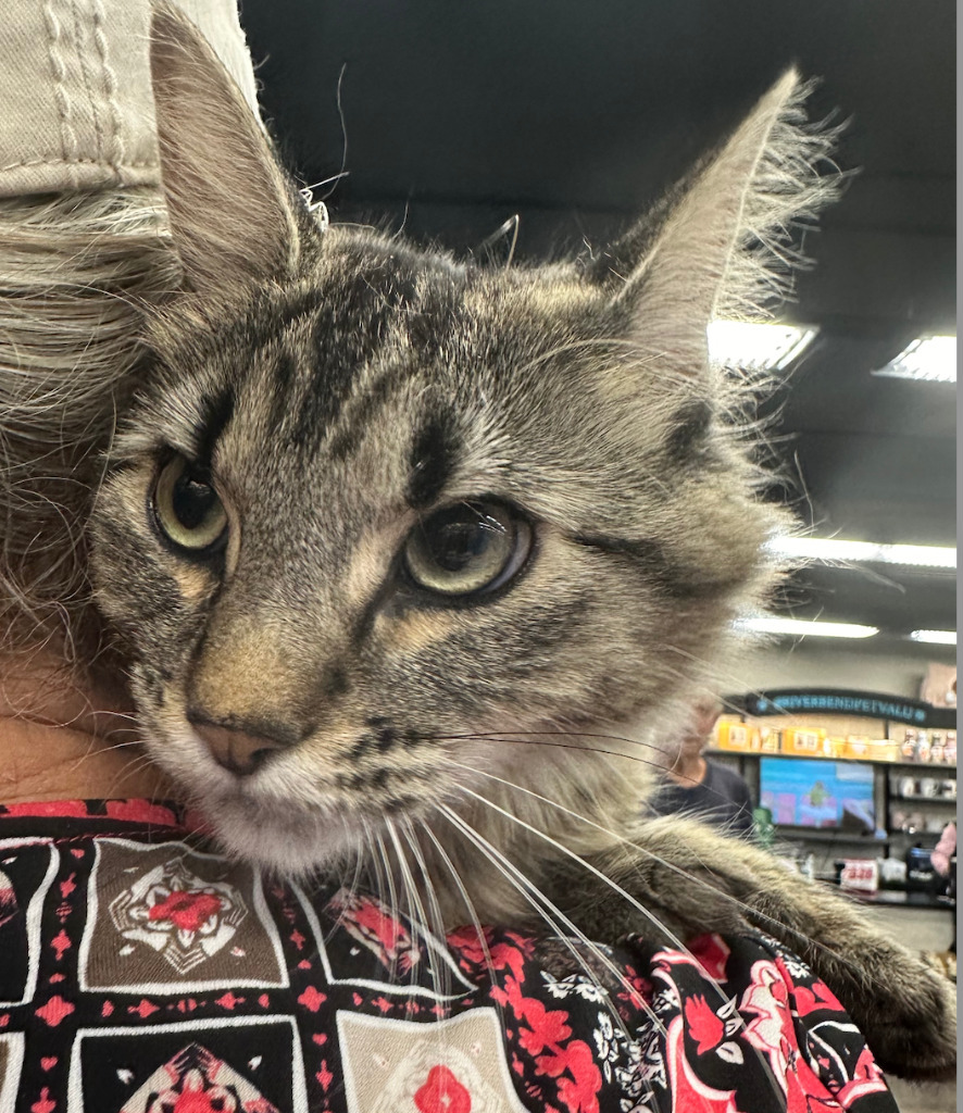 Truffle, an adoptable Domestic Medium Hair in Calgary, AB, T3S 0C5 | Photo Image 1