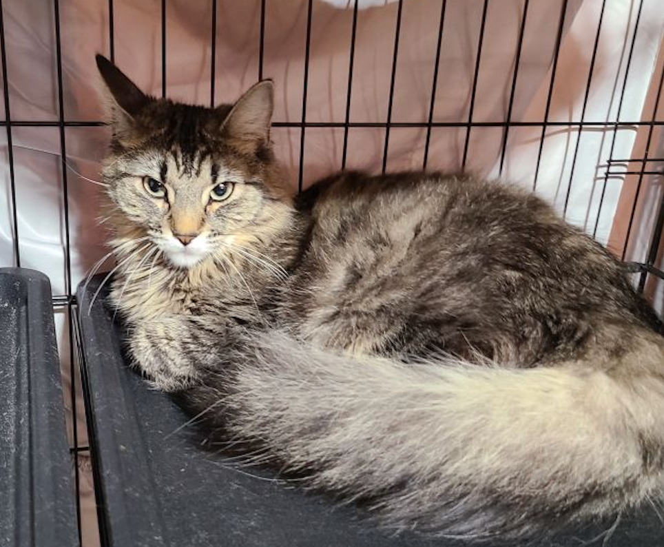 Truffle, an adoptable Domestic Medium Hair in Calgary, AB, T3S 0C5 | Photo Image 2