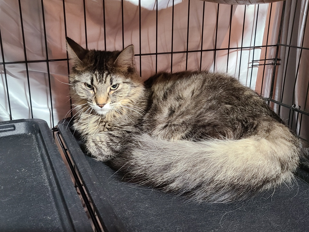 Truffle, an adoptable Domestic Medium Hair in Calgary, AB, T3S 0C5 | Photo Image 3