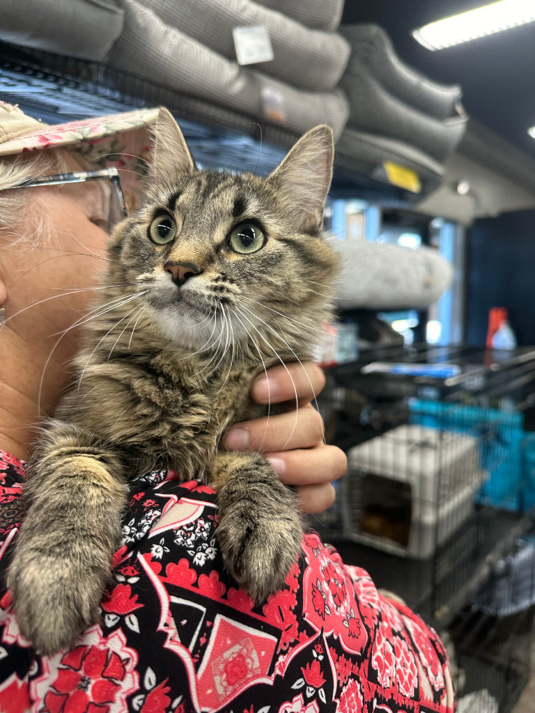 Truffle, an adoptable Domestic Medium Hair in Calgary, AB, T3S 0C5 | Photo Image 4