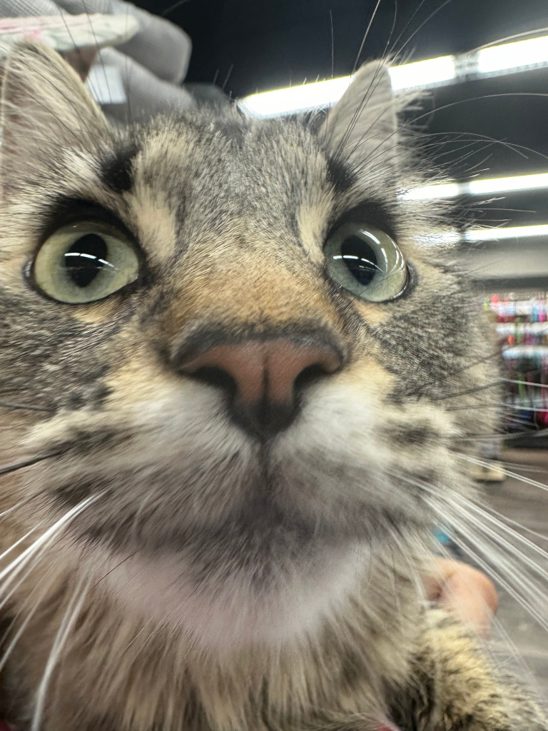 Truffle, an adoptable Domestic Medium Hair in Calgary, AB, T3S 0C5 | Photo Image 5