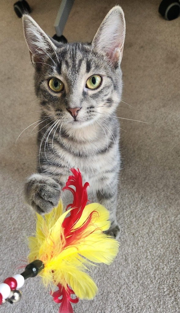 Oahu, an adoptable Domestic Short Hair in Calgary, AB, T3S 0C5 | Photo Image 1