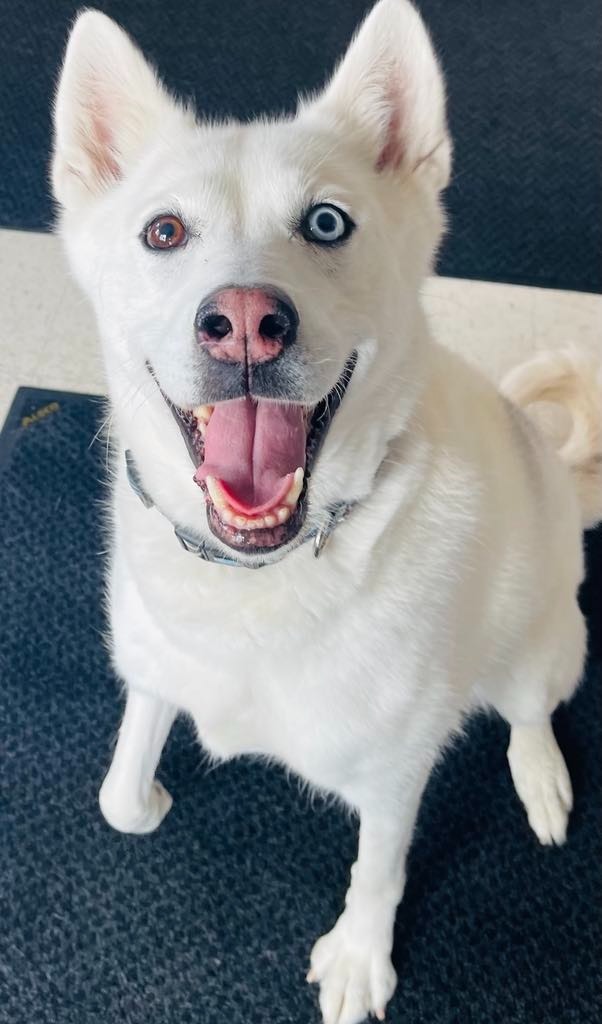 Stella, an adoptable Husky in Green River, WY, 82935 | Photo Image 1