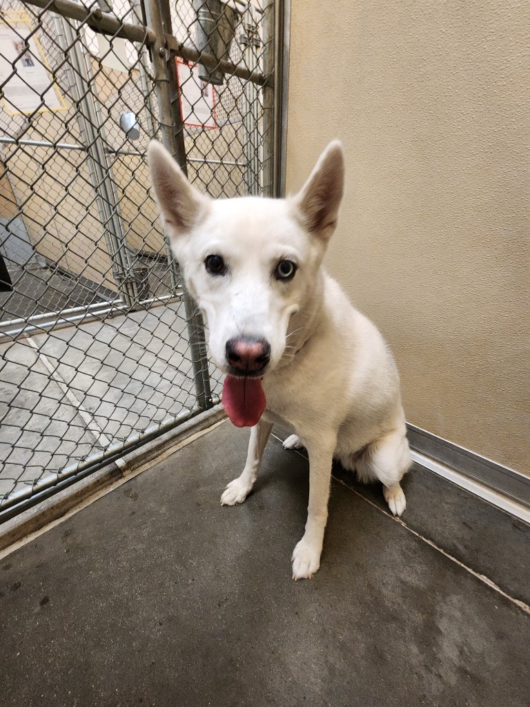 Stella, an adoptable Husky in Green River, WY, 82935 | Photo Image 2