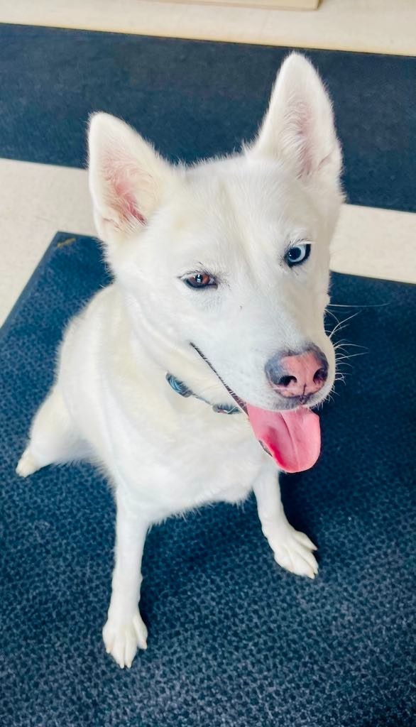 Stella, an adoptable Husky in Green River, WY, 82935 | Photo Image 3