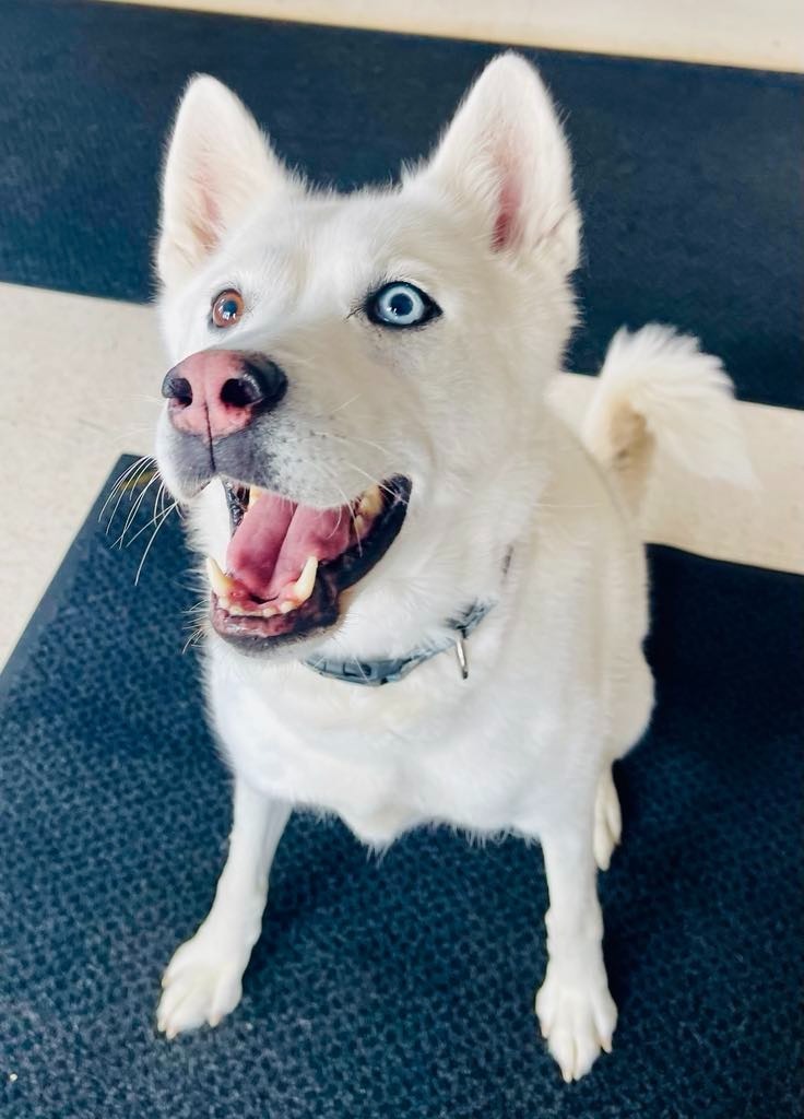 Stella, an adoptable Husky in Green River, WY, 82935 | Photo Image 4