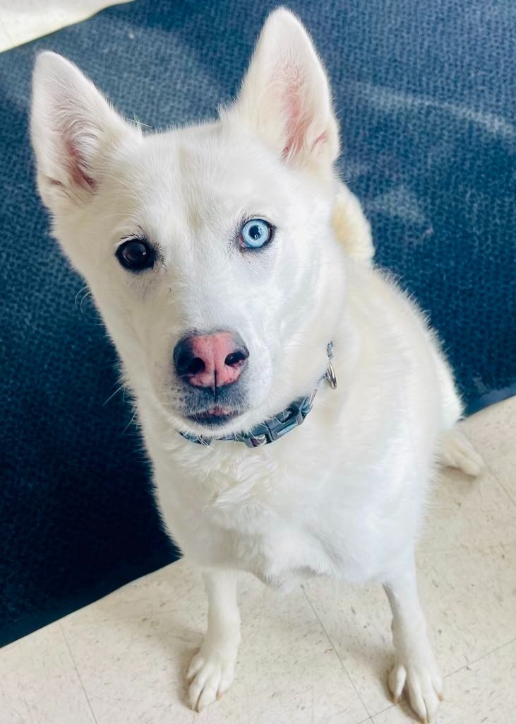 Stella, an adoptable Husky in Green River, WY, 82935 | Photo Image 5