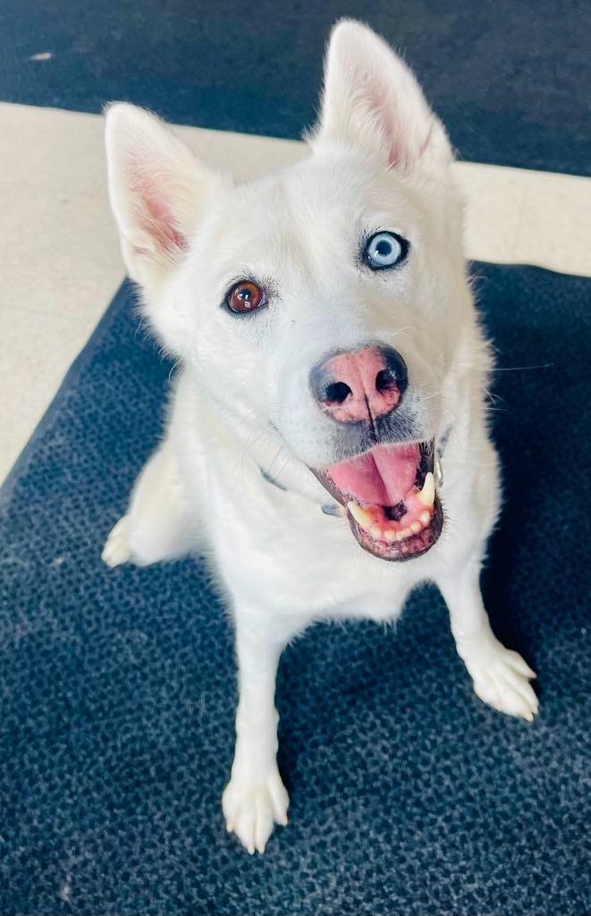 Stella, an adoptable Husky in Green River, WY, 82935 | Photo Image 6