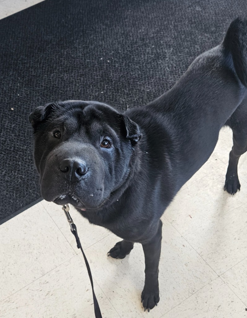 Trax, an adoptable Shar-Pei in Green River, WY, 82935 | Photo Image 1